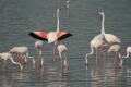 Flamingoes