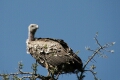 White-Backed Vulture