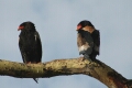 Bateleur
