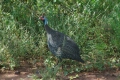 Helmeted Guineafowl
