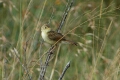 Willow Warbler