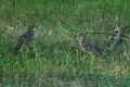 Game Birds