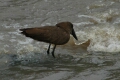 Hamerkop