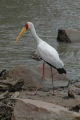 Yellow Billed Stork
