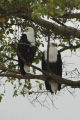 Fish Eagle