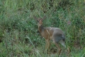 Dik Dik