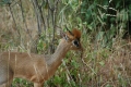 Dik Dik