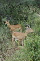 Impala