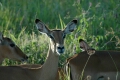 Impala