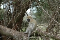 Vervet Monkey