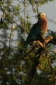 Lilac-Breasted Roller
