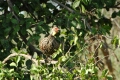Francolin