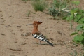 Hoopoe