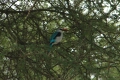 Woodland Kingfisher