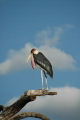 Marabou Stork
