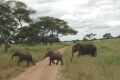 Elephants