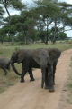 Elephants