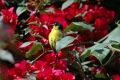 Weaver Bird