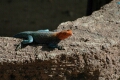 Agama