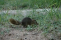Ground Squirrel