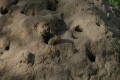 Mongoose