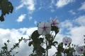 Morning Glory