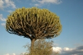 Candelabra Tree