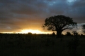Tarangire