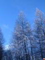 Trees covered in Ice