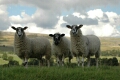 Sheep