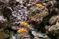 Clownfish