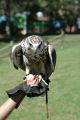 Falcon
