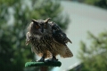 Long-Eared Owl