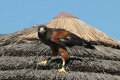 Falcon