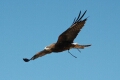 Falcon
