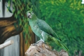 Parrot