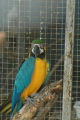 Macaw