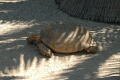 Giant Tortoise