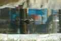 Alligator