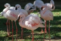 Flamingos