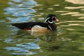 Wood Duck