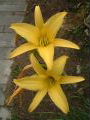 Fathers Guest House Garden