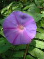 Morning Glory