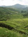 Boh Tea Estate