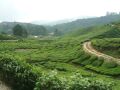 Boh Tea Estate