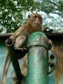 Monkey in Park