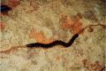 Giant Millipede