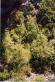 Seans Bungy 3