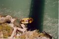 Seans Bungy 5