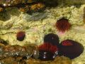 Rock Pool